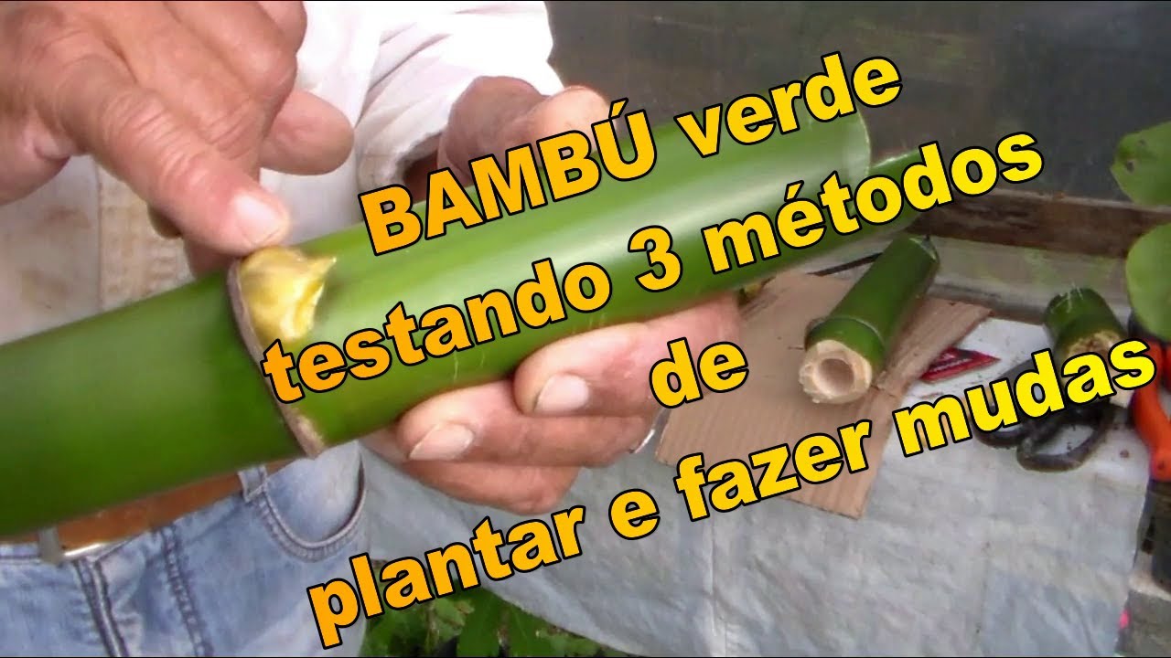 como plantar bambú testando 3 métodos diferentes  Americo Brazil informa
