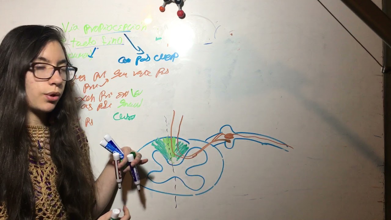 Versión Corta Via Tacto Fino y Propiocepcion (Lemnisco Medial). Anatomía Sistema Nervioso