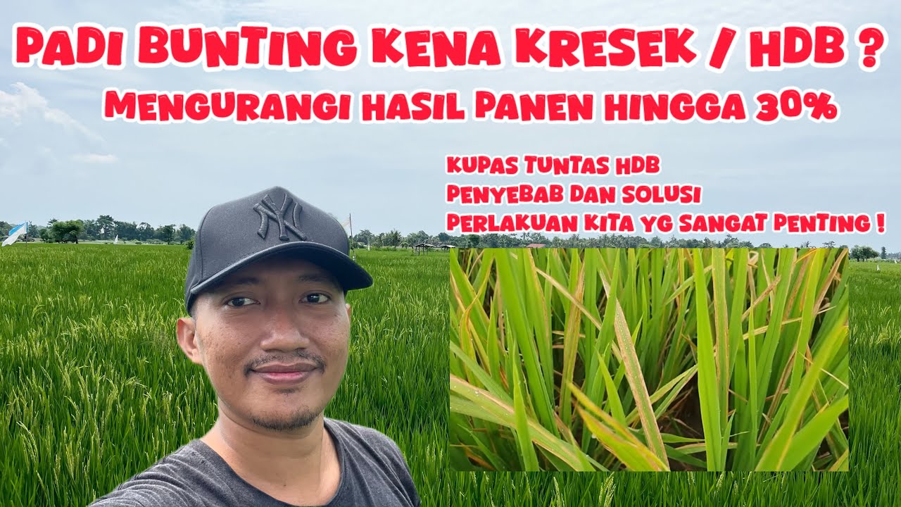Perawatan Padi Cara Mengatasi Penyakit Hawar Daun Bakteri HDB / Kresek Pada Tanaman Padi