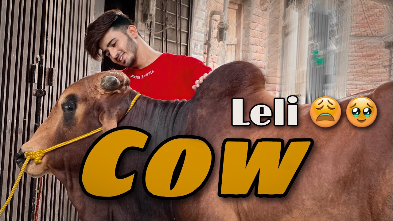 Finally Cow leli🥹🫶🏻 || VLoG BY Talha || #talhahere #trending #qurbani #cow