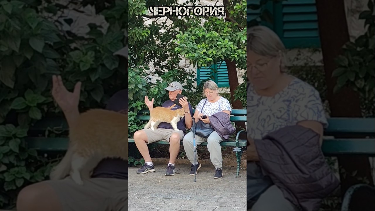 котики Черногории КОТаСОВка CatOwl Montenegro