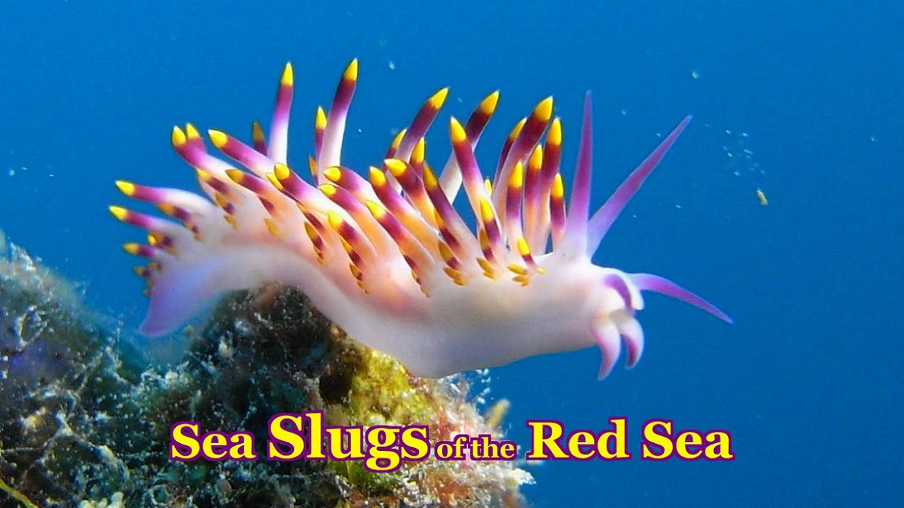 Sea Slugs of the Red Sea - 30 colorful species Nudibranchs & Sea Slugs