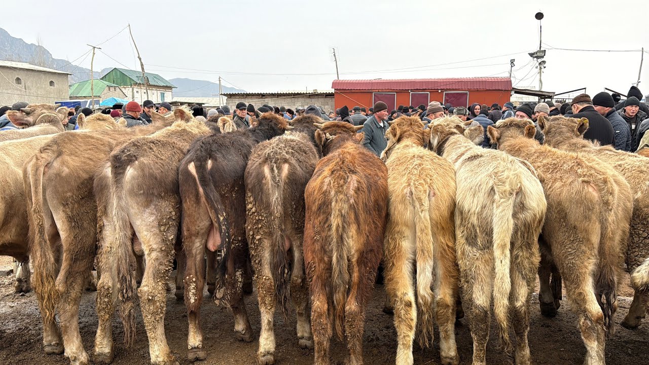 Zarkent mol bozori va Hashak narhlari bilan tanishing