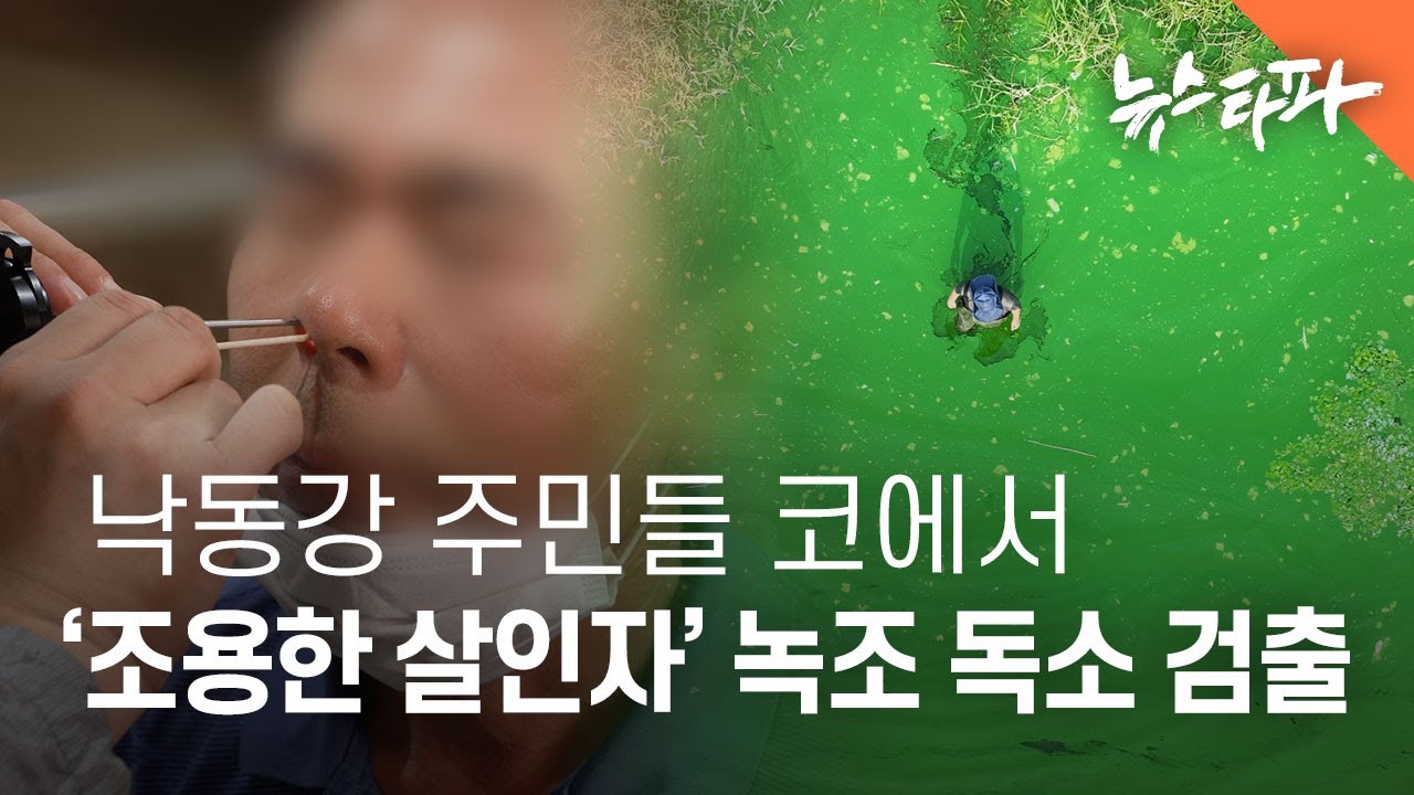 낙동강 주민들 콧속에서 녹조 독소 검출… 국민 건강 우려 확산 - 뉴스타파