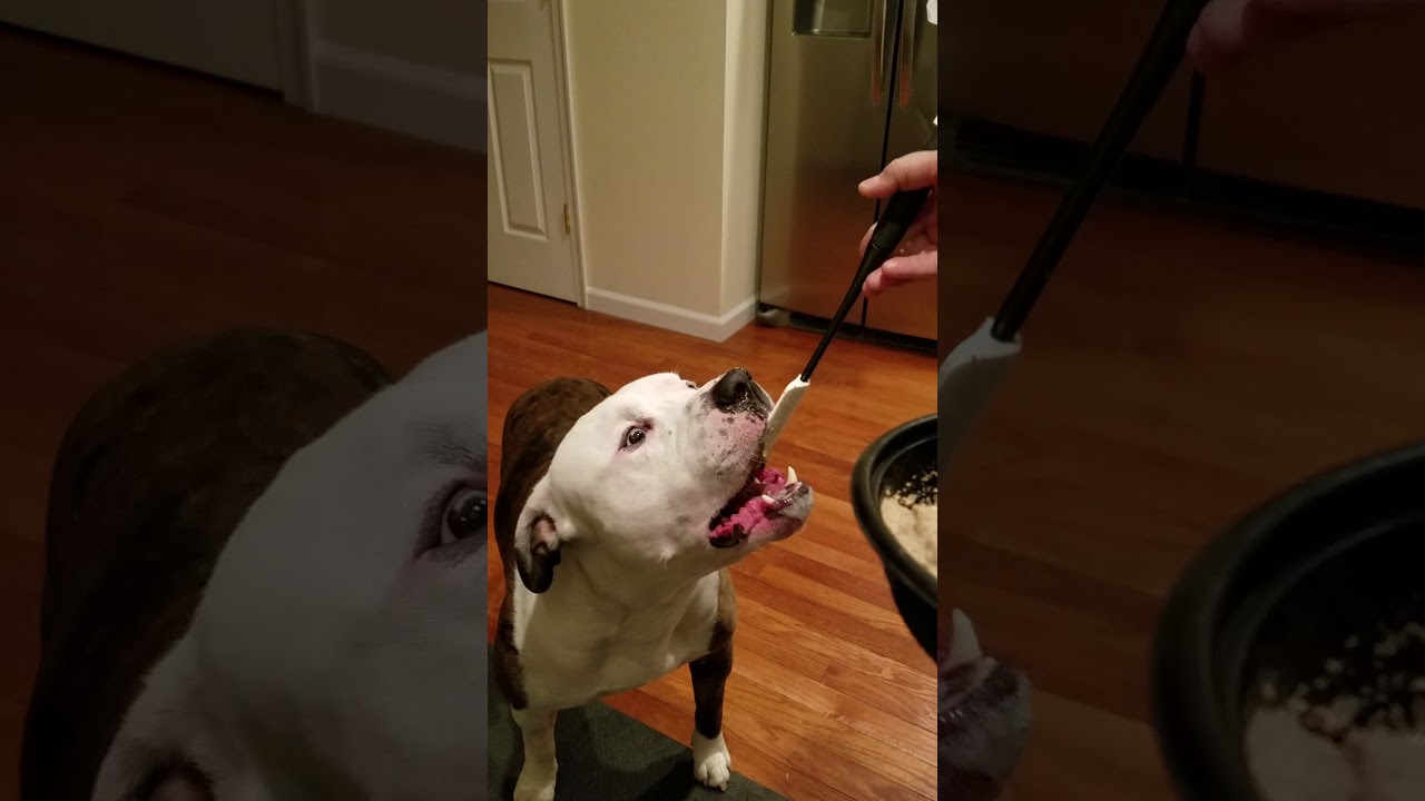 Feeding a dog with Trigeminal Nerve or better known as Drop Jaw