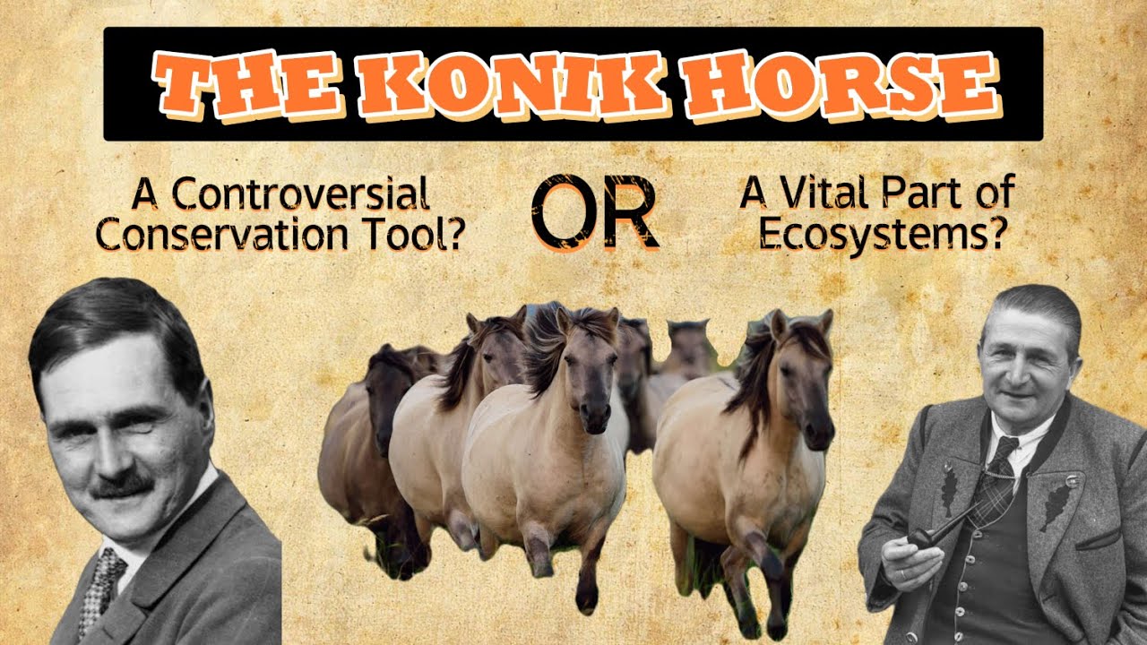Konik Horse: The Wild Horse of Europe | Tarpan | Wild Horse | Nature Reserve | Poland | Netherland