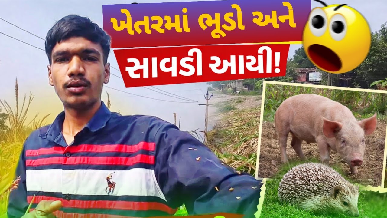 Makai Ma Bhundo🐖Ane Savdi🦔Aay Ji | મકાઈ મા ભૂંડ અને સાવડી આઈ ગઈ | Chotu.vlogs7 