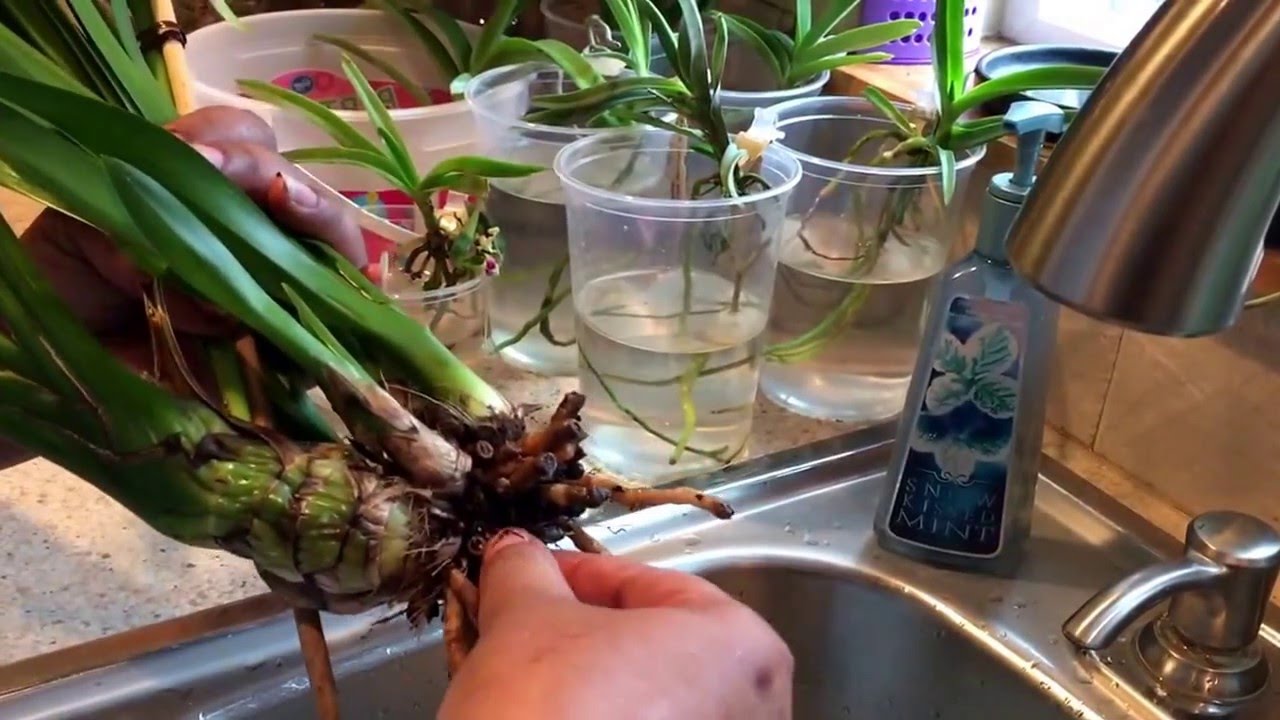 How To Save Cymbidium Orchid With Root Rot