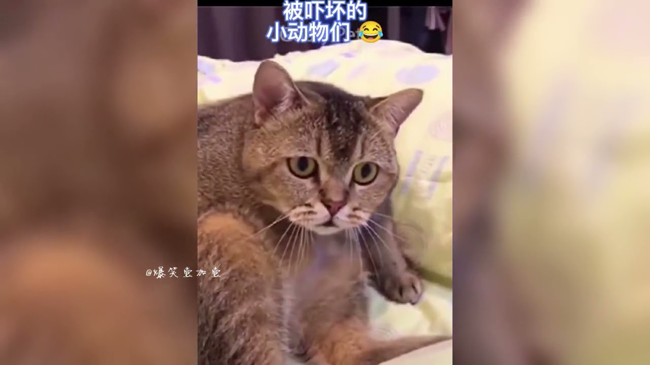 动物被吓一跳的真实反应，狗：我虽然不是人，但你是真狗！
