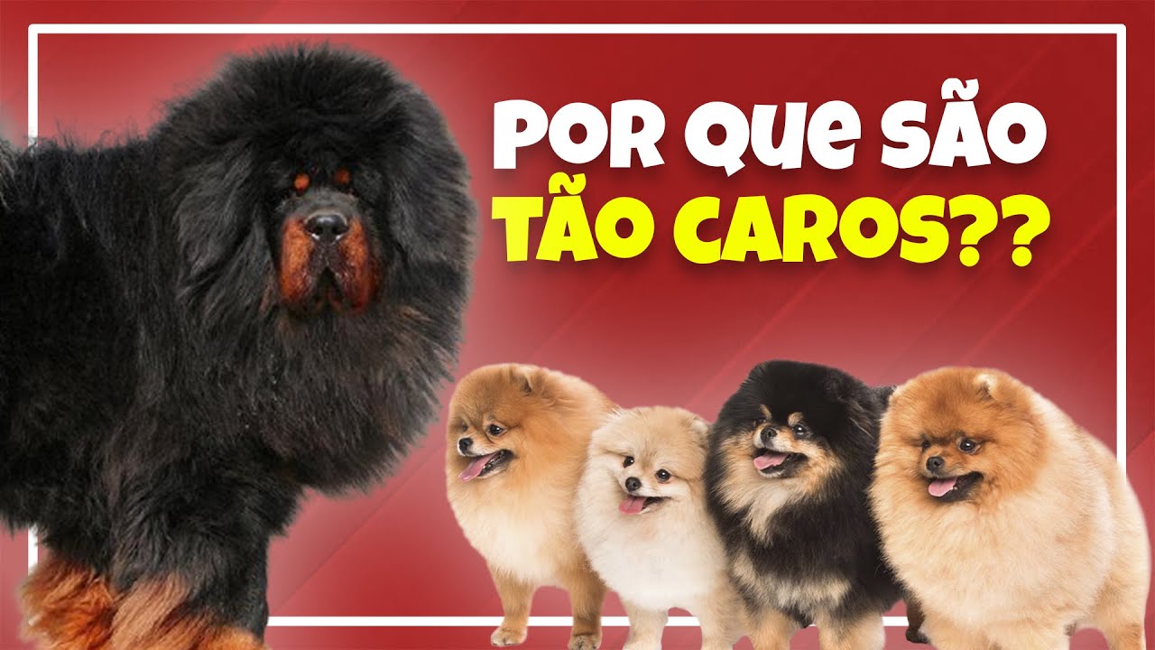 POR QUE EXISTEM RA&Ccedil;AS T&Atilde;O CARAS? - Cinobras TV