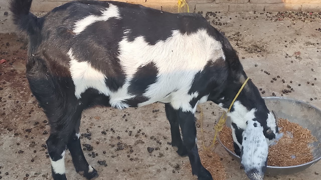 Good News ❤️ Hamari Bakri Gabhan ha 😍 [Chaudhary Pets vlog]