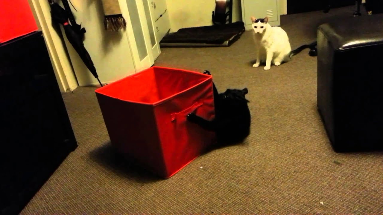one just watches (my cat going nuts)