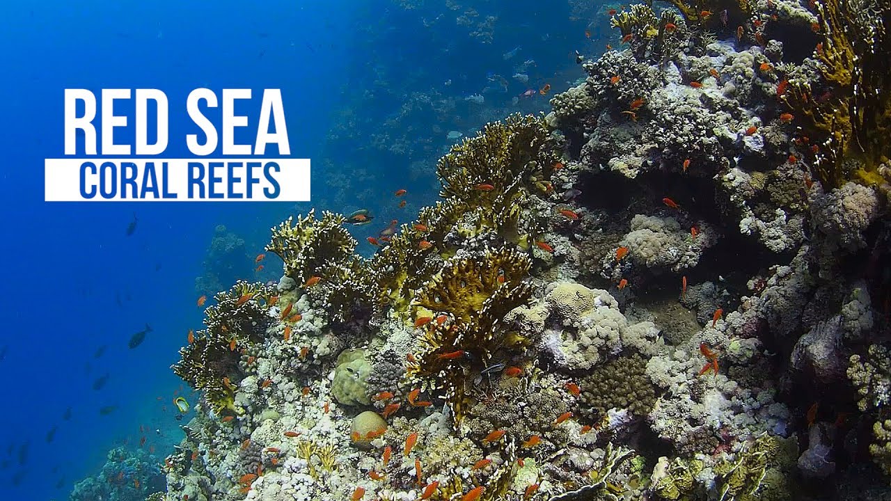 Red Sea Coral Reefs