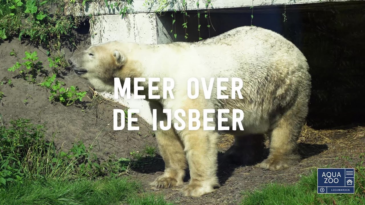Meer over de ijsbeer -  IJsberen zijn bestand tegen kou én warmte