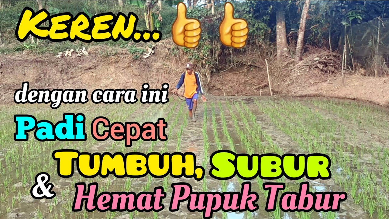 Tidak Butuh Waktu Lama... Padi Cepat Tumbuh Subur dan Hemat Pupuk. Padi Inbrida C2