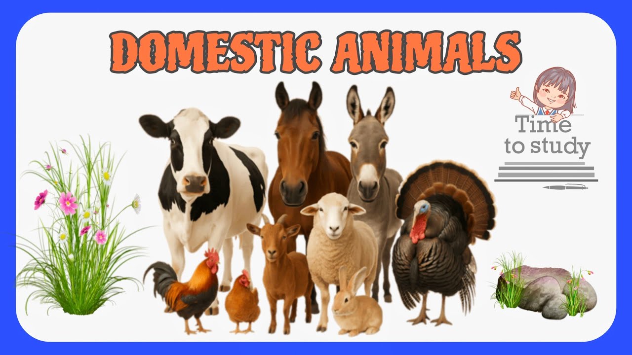 Domestic animals name !! Pets animals picture & video !! पालतू जनवरों के नाम 🐰
