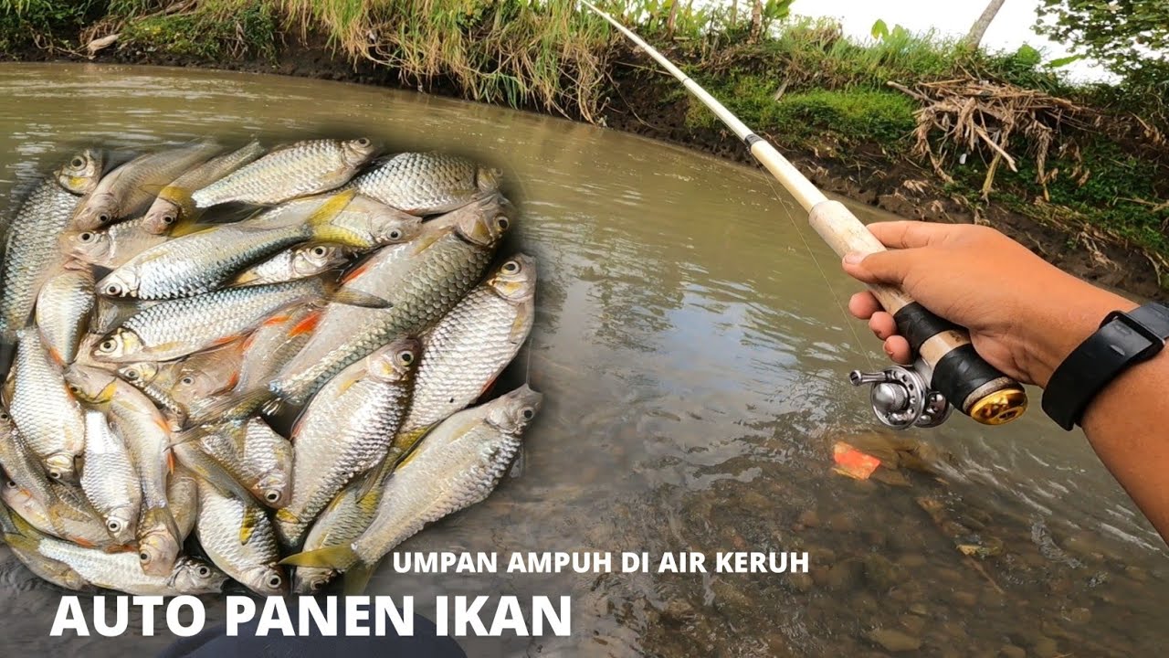 UMPAN PALING AMPUH DI AIR KERUH !! MANCING AUTO PANEN IKAN 