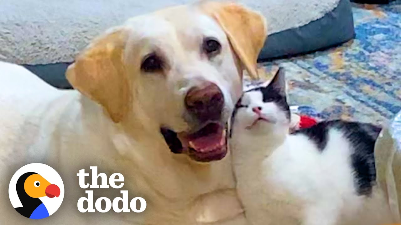Tiny Kitten Won't Let Anyone Near 
