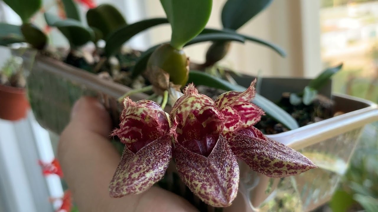 Цветение орхидеи бульбофиллум (bulbophyllum frostii)