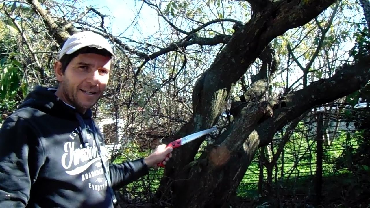 Recuperación de un árbol de mas de 30 años