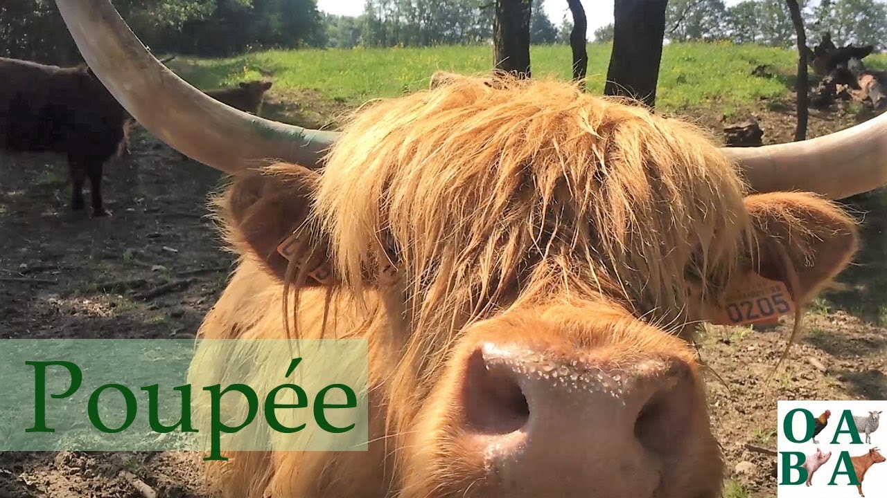 La vache Highland Poupée, sauvée de l'abandon [Reupload]