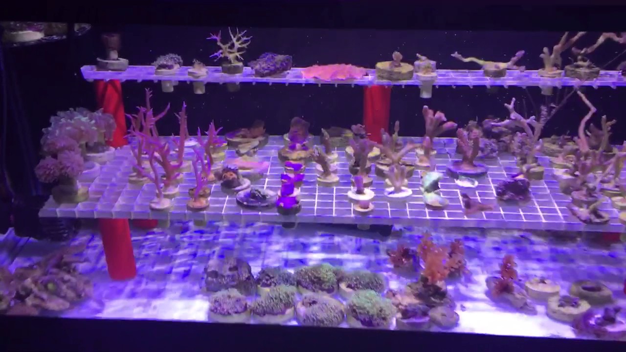 20 Gallon Frag Tank - Mistakes and Corrections