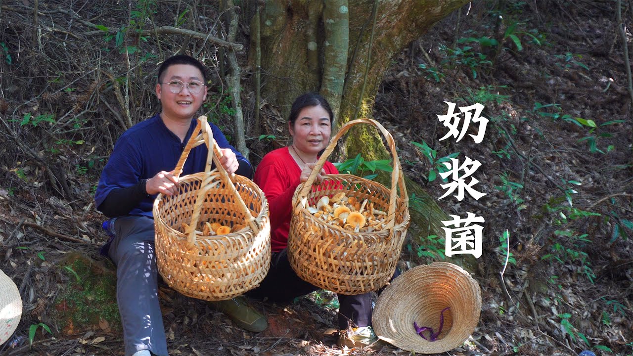 It’s time to go up the mountain and pick wild mushrooms！又到了上山捡野生菌菇的季节
