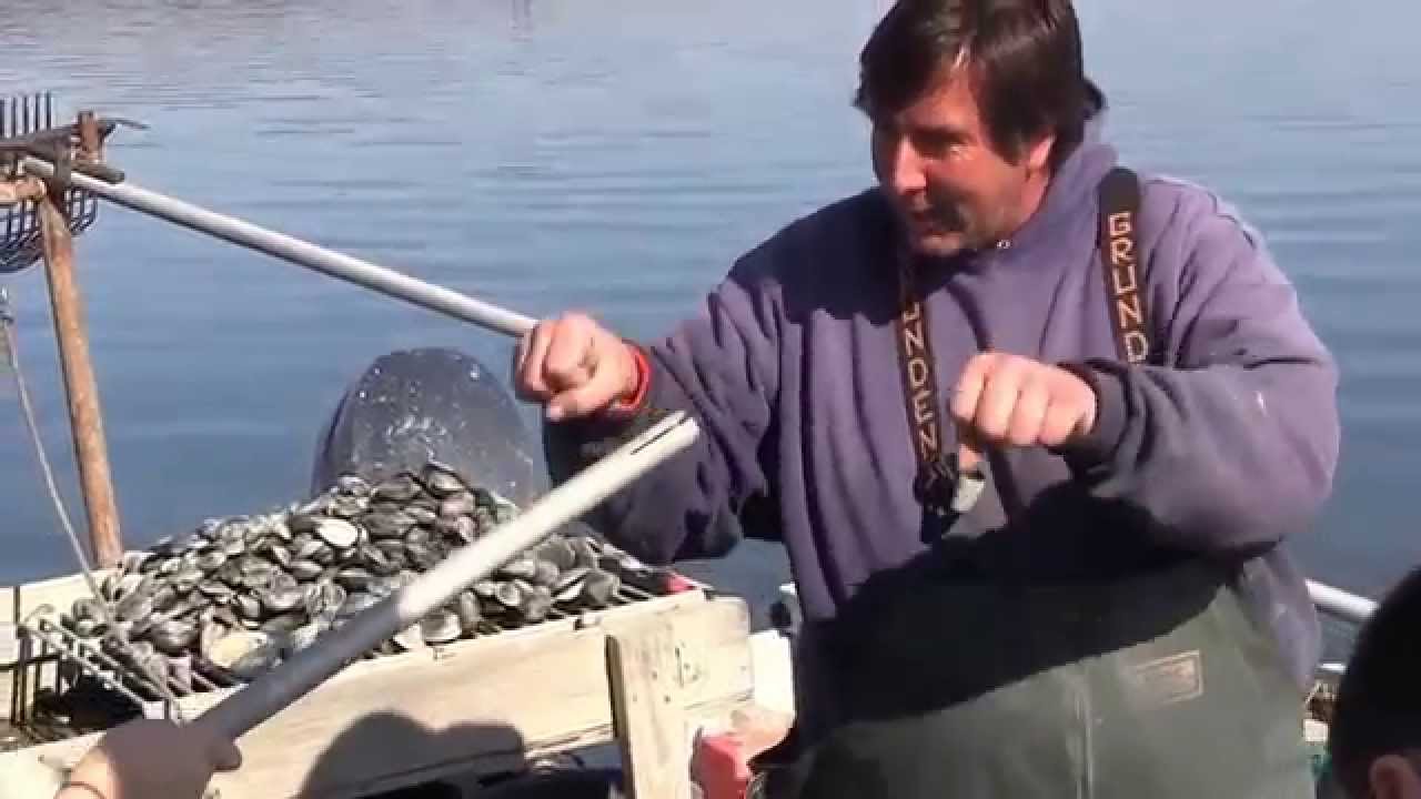 Bill Fetzer and clam rake