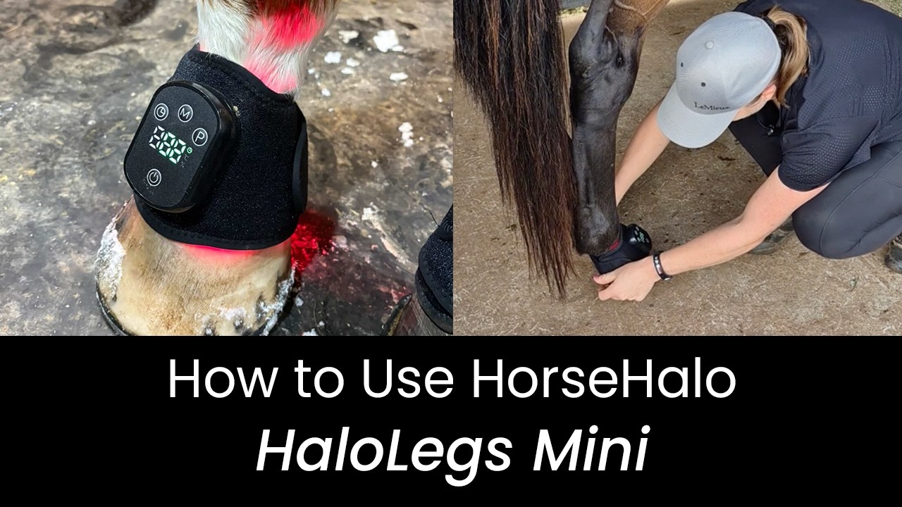HaloLegs Mini Tutorial: Safe & Proper Use for Your Horse’s Lower Legs