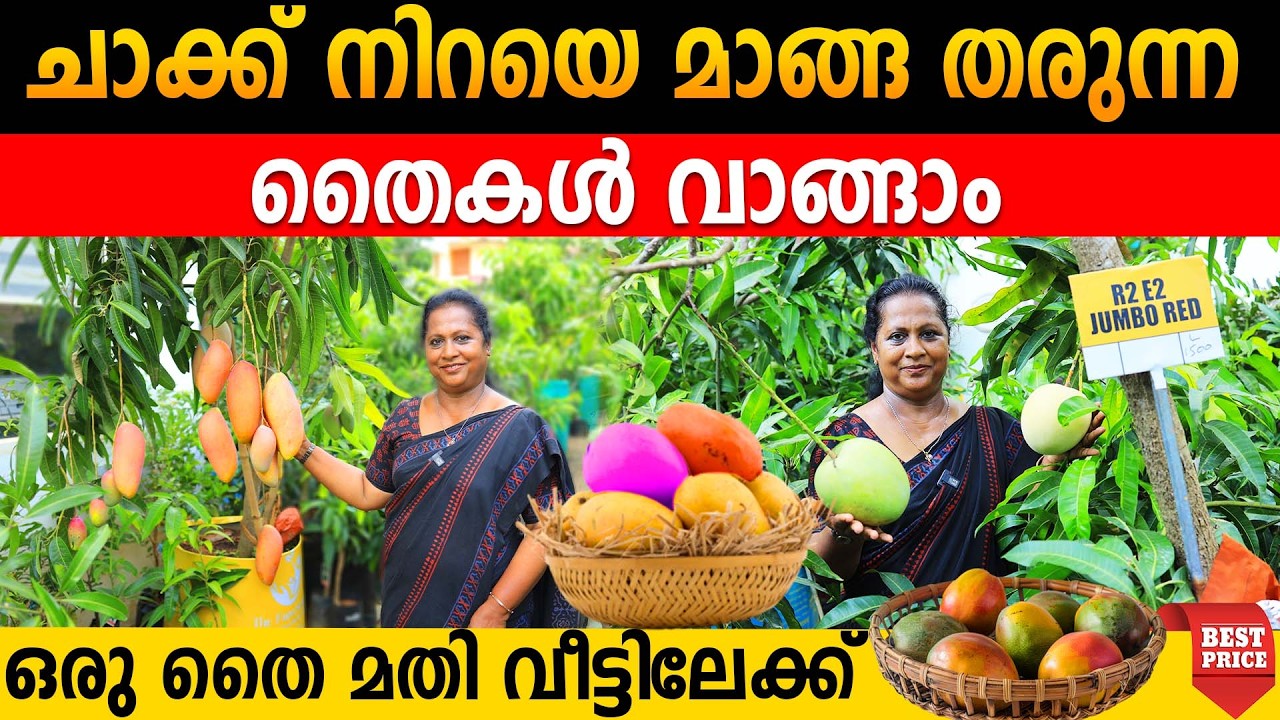 ചാക്ക് നിറയെ മാങ്ങ തരുന്ന തൈകളുംമാമ്പഴവും വാങ്ങാം|ഒരു തൈ മതി വീട്ടിലേക്ക്|mango plants home delivery