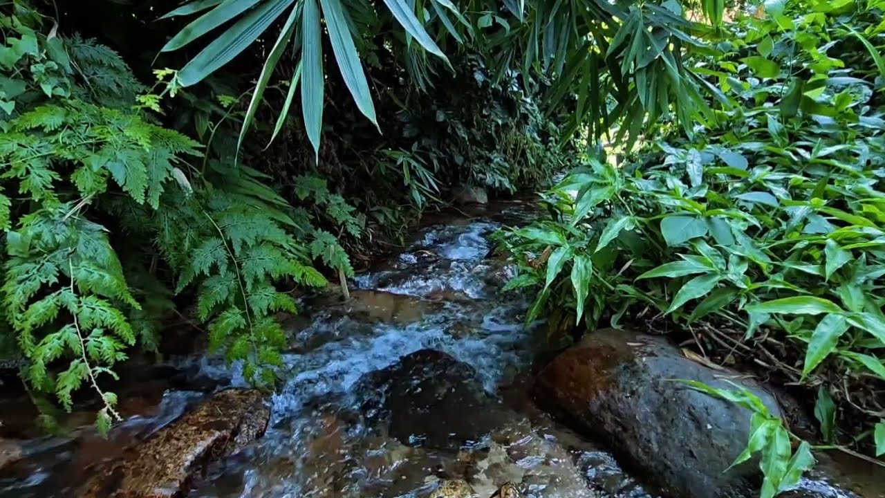 You Will Fall Asleep in 5 Minutes | Peaceful Jungle Stream Sounds
