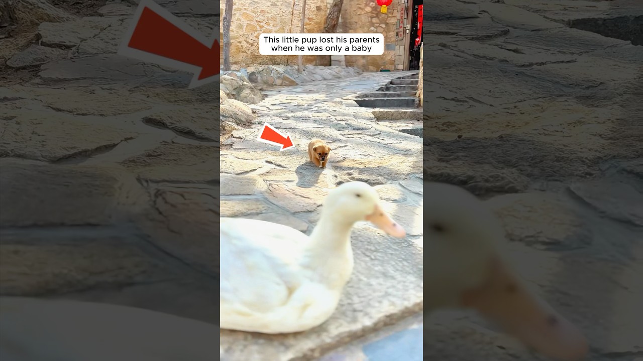A mother duck took in a lonely stray puppy