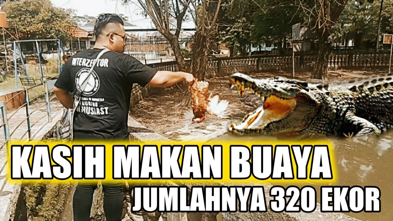 Taman Buaya Indonesia Jaya 2022 Cibarusah Bekasi