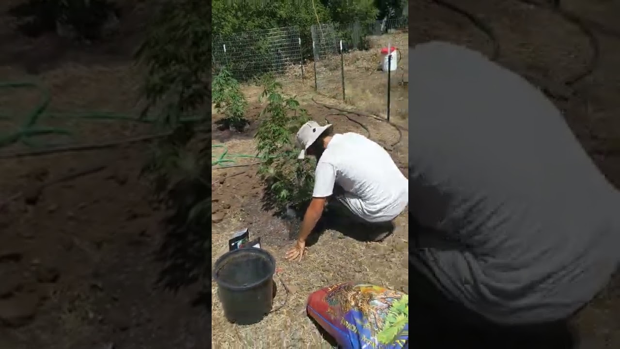 No-till organic outdoor cannabis garden update.
