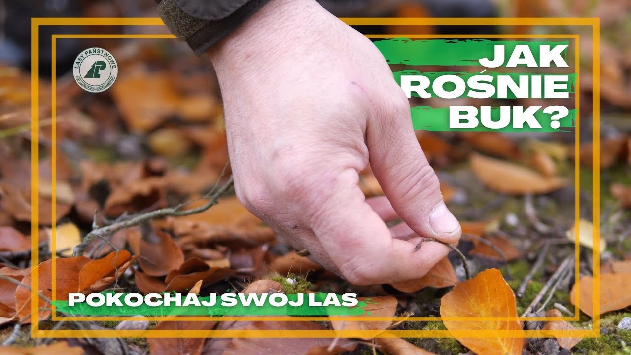 NIE UWIERZYSZ jak rośnie BUK? Jak wyglądają LASY BUKOWE? Co to jest NATURALNE ODNOWENIE BUKA? #38