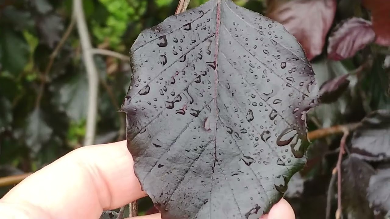 Fagus sylvatica Purpurea Pendula и другие