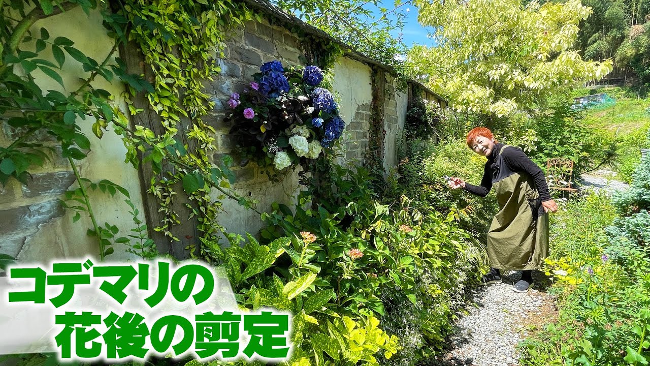 【花の谷オールドビレッジ】春の庭を白い世界に染めたコデマリの花後の剪定【庭木の剪定】