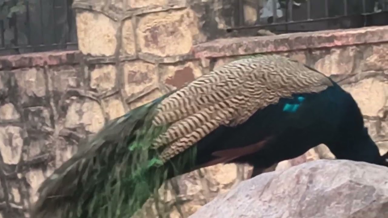 🌲🦚🦚🦚Look at my friend and the peacock#trending #viral #nature #viralvideo #trendingvideo #popular