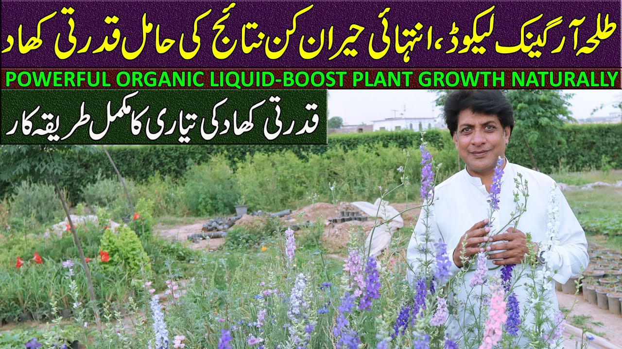 Powerful Organic Liquid for Plants | How to Make & Use Talha Organic Liquid ?