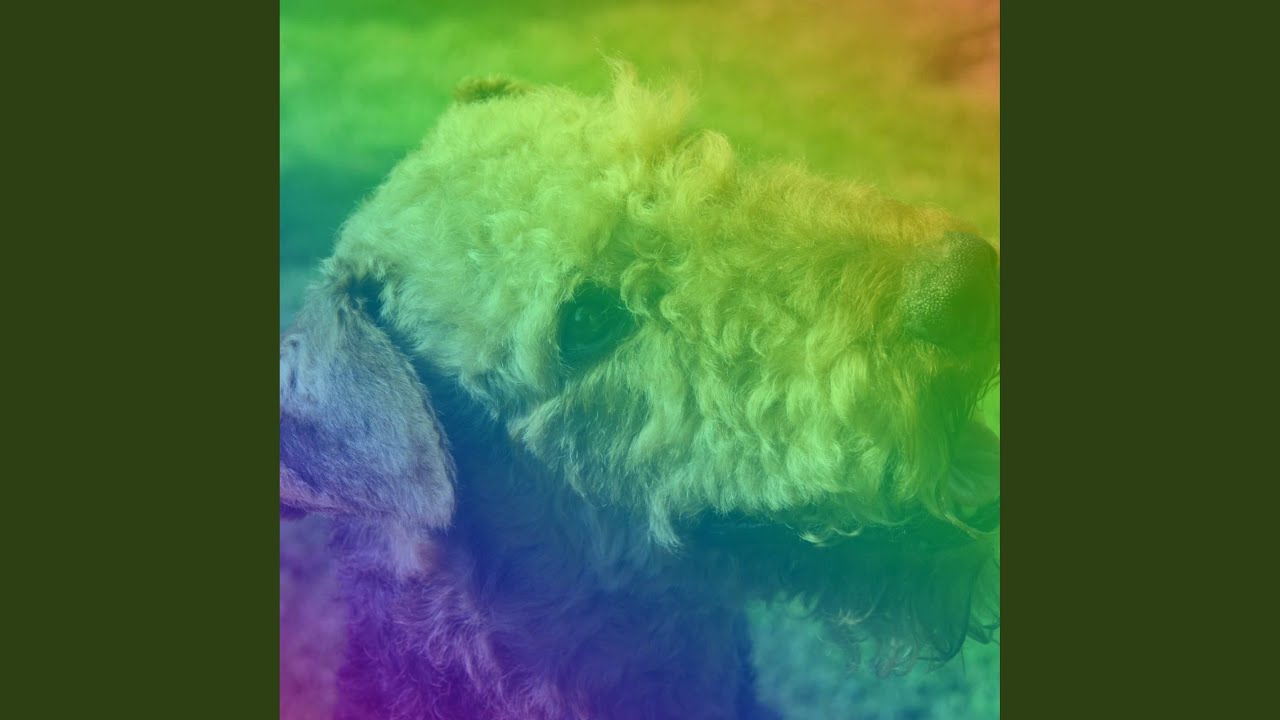 Background for Morning Puppy Exercise