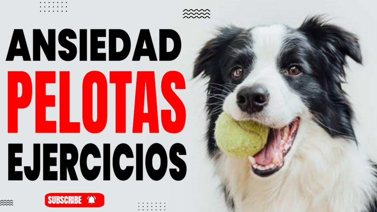 ¿Tu perro está obsesionado con la pelota? 7 ejercicios que cambiarán todo