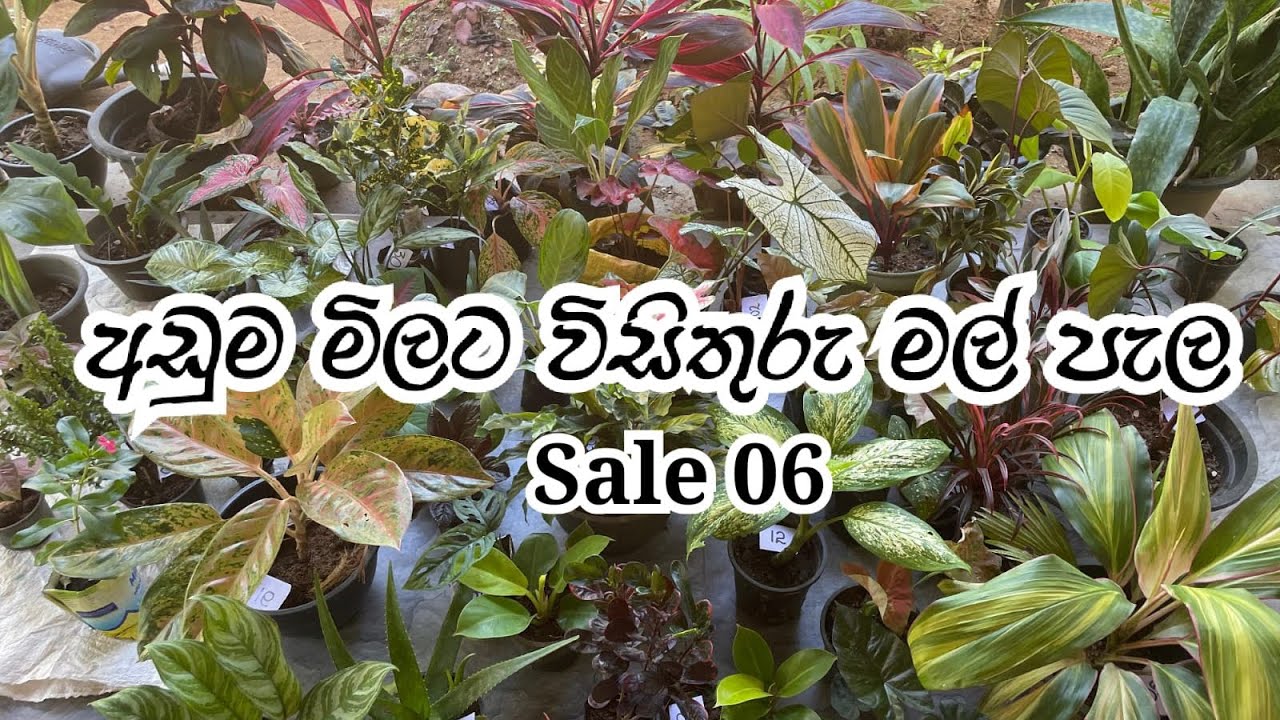 අඩුම මිලට විසිතුරුමල් පැල - 2026 මගේ පලවෙනි සේල් එක (Sale 06)