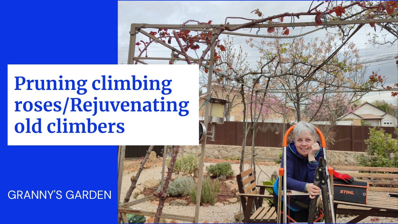 PRUNING CLIMBING ROSES /  REJUVENATING OLD CLIMBERS