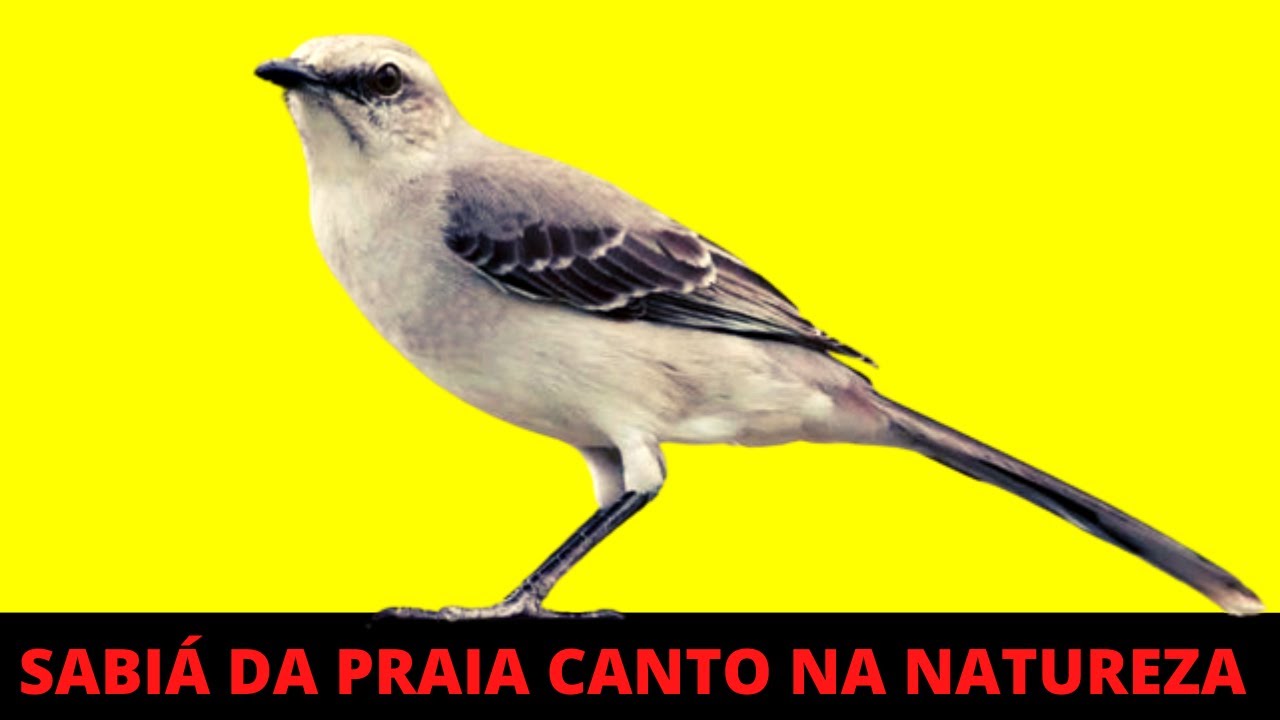SABIÁ DA PRAIA CANTANDO NA NATUREZA