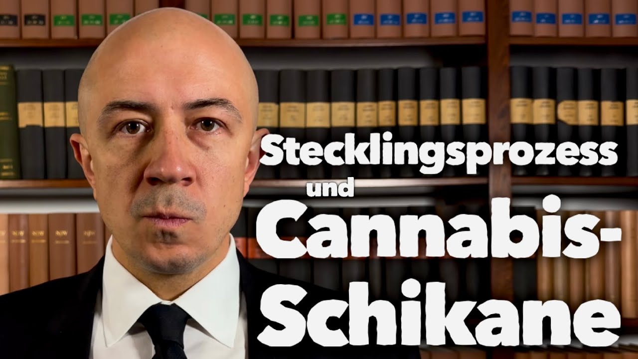 Weiterer Angriff auf Stecklinge aus RLP und Stecklingsprozess DHV