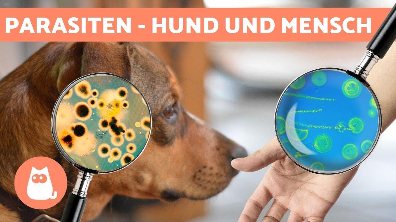 Sind PARASITEN von HUNDEN f&uuml;r den Mensch gef&auml;hrlich? - Was sind Zoonosen