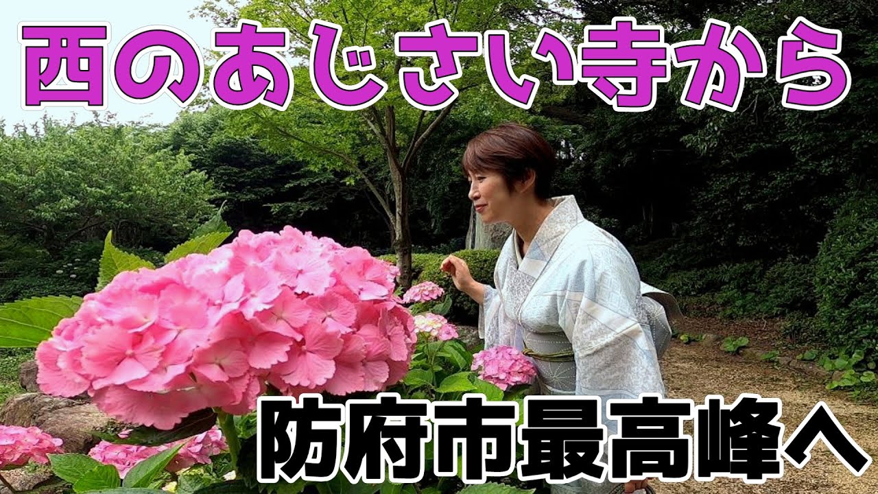 【あじさい登山】西日本屈指のあじさい寺から防府市最高峰を目指します！　山口県防府市阿弥陀寺　大平山