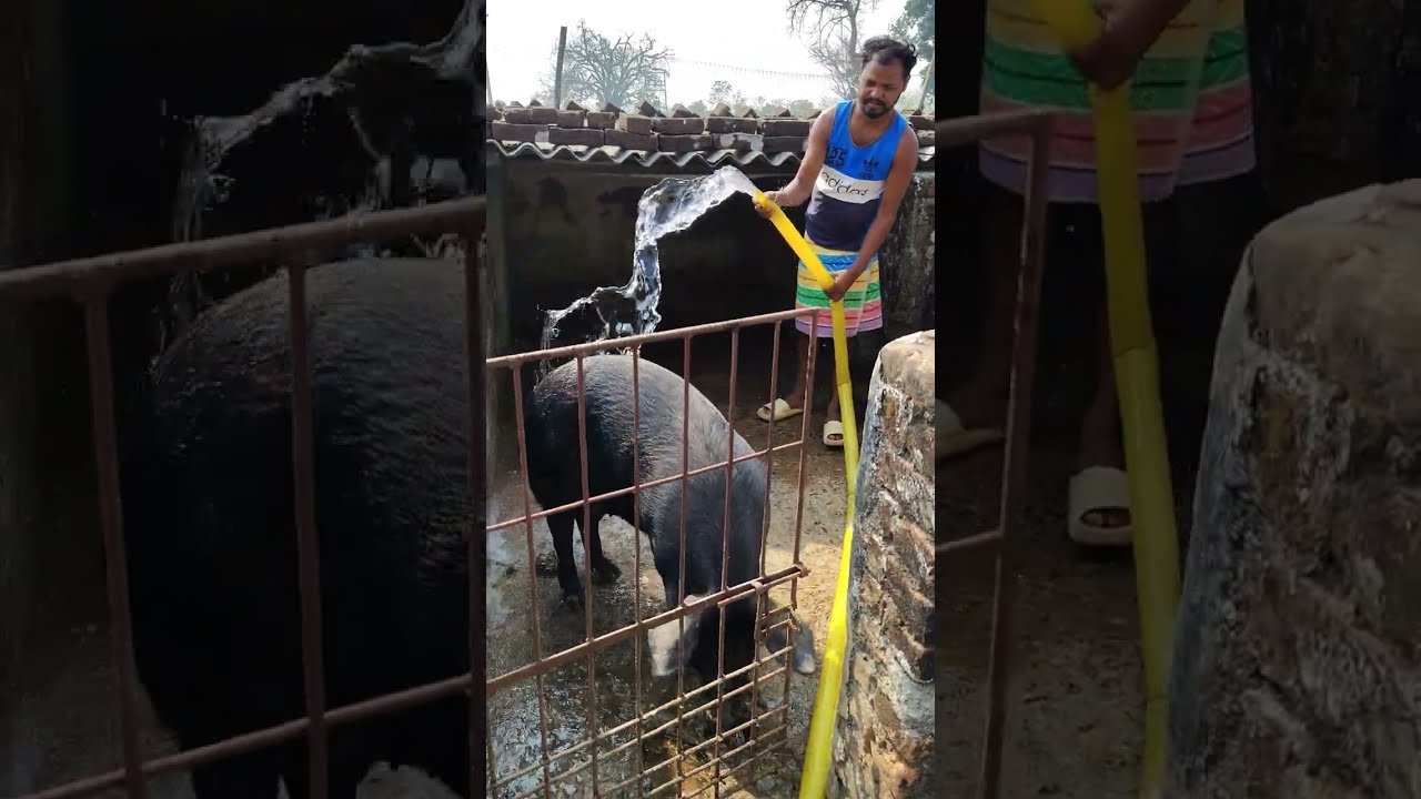 सुअर का रूम धो रहे है