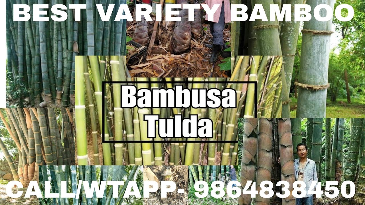 Tulda Bamboo #vural #bamboo1 #farming #farmer #news #farmers #kissan #kissanmajdoorektazindabaad #ai