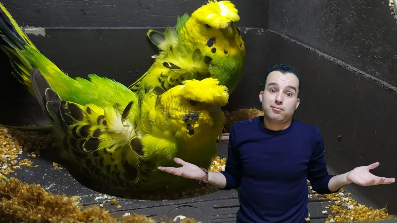 صنعت🛠️ أفخم بيت🏡 لطيوري الجديدة 🦜Making the most luxurious bird house